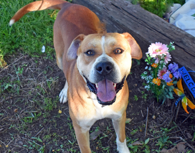 Louisiana SPCA
