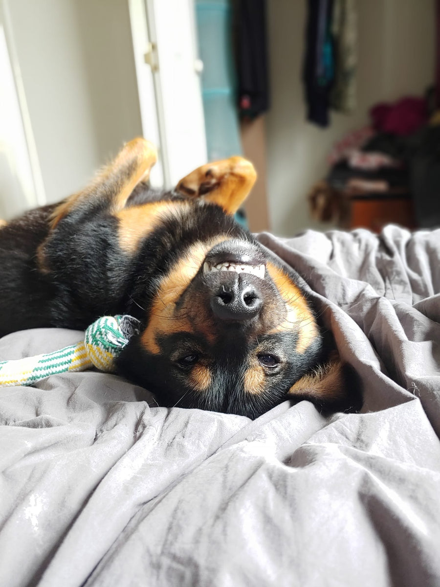 Humane Society of Monroe