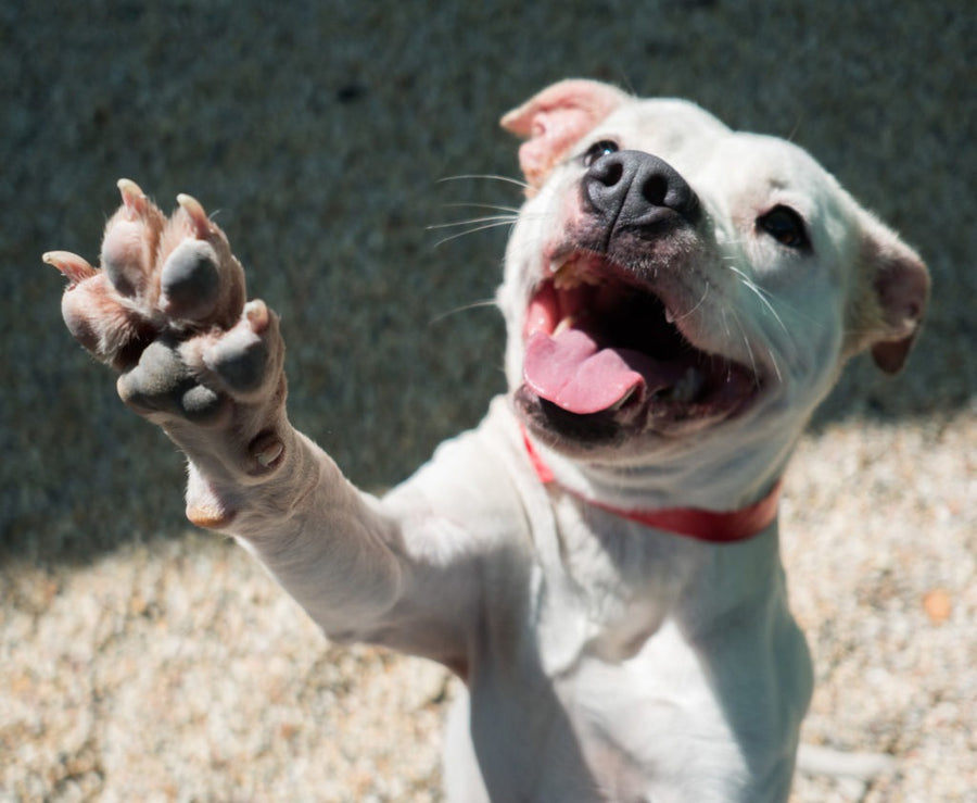 Northshore Humane Society